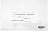 Image Associated With the Occurence